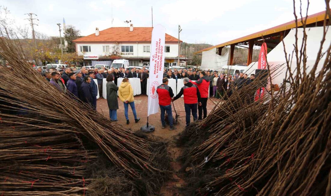 KAVAKLIDERE’DE CENNET ELMASI FİDANI