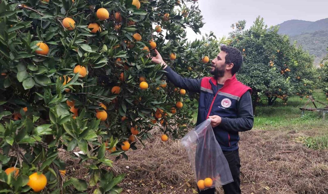 AYDIN’DA NARENCİYE BAHÇELERİNDE YAŞANAN