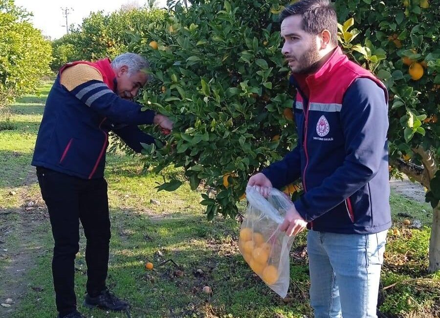 AYDIN’DA NARENCİYE BAHÇELERİNDE YAŞANAN