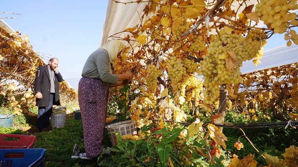 MANİSA'NIN SARIGÖL İLÇESİNİN DÜNYACA