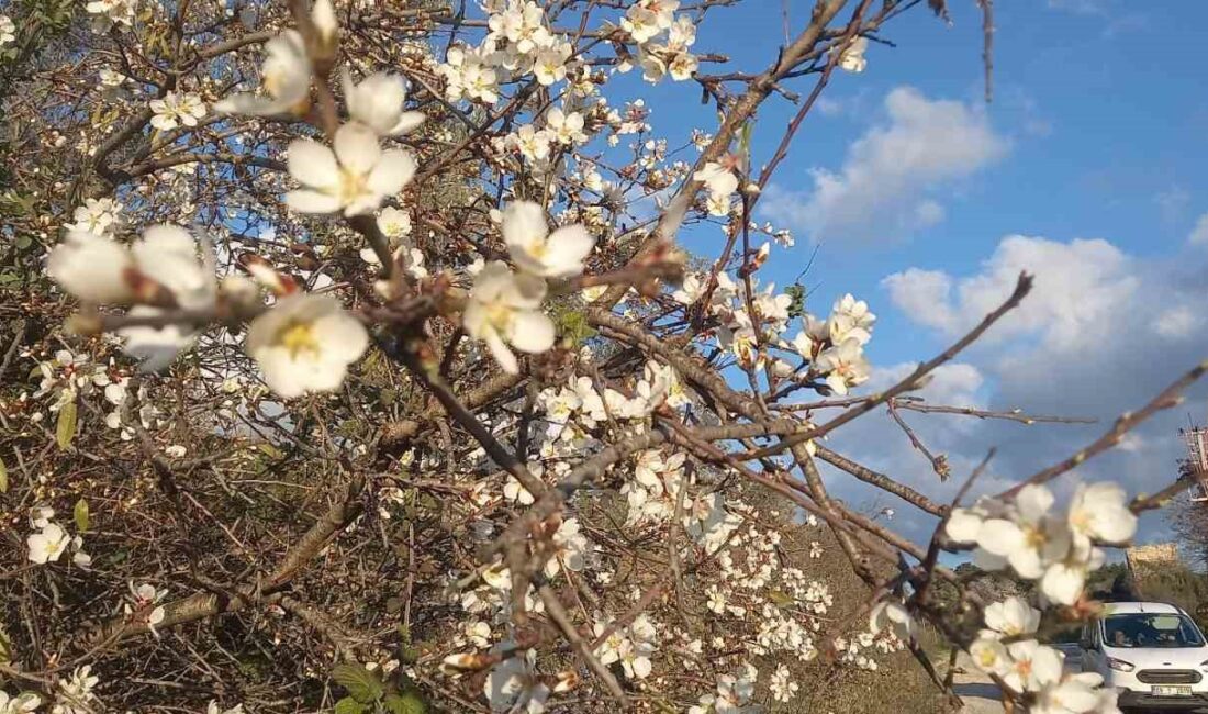 AYDIN’IN KUŞADASI İLÇESİNDE BU