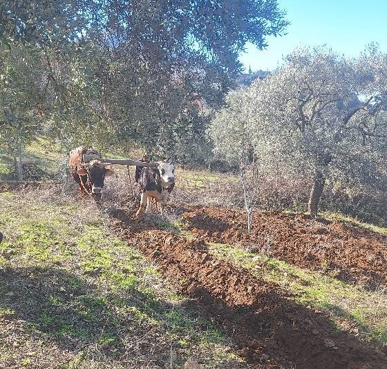 TÜRKİYE’DE EN FAZLA İNCİR,