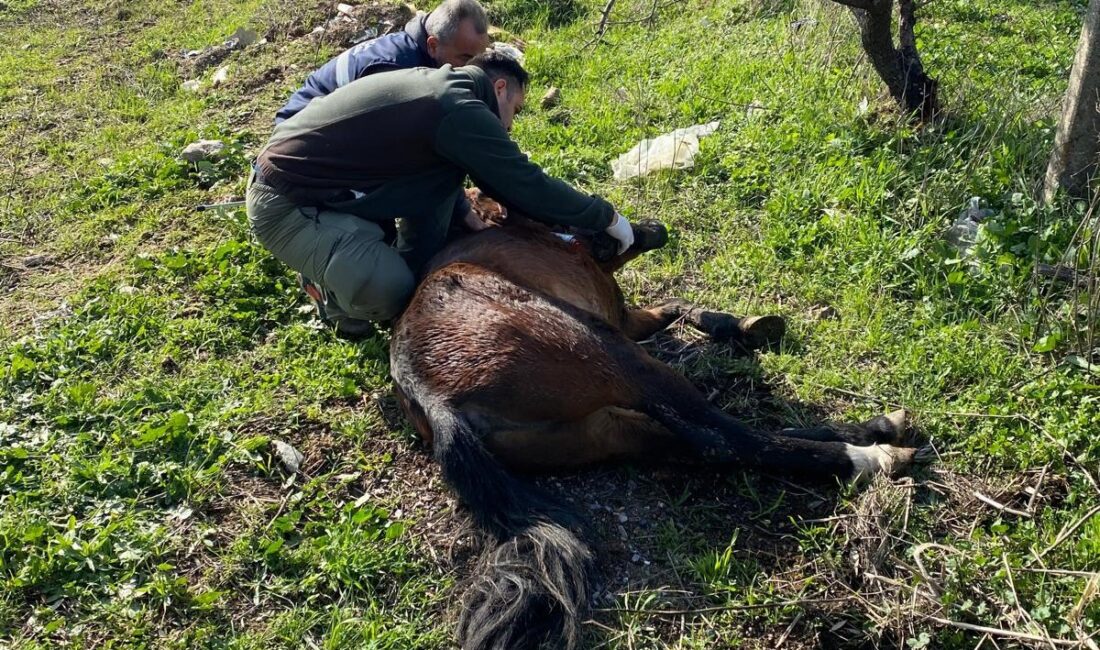 KEMALPAŞA’DA VATANDAŞLAR TARAFINDAN YARALI