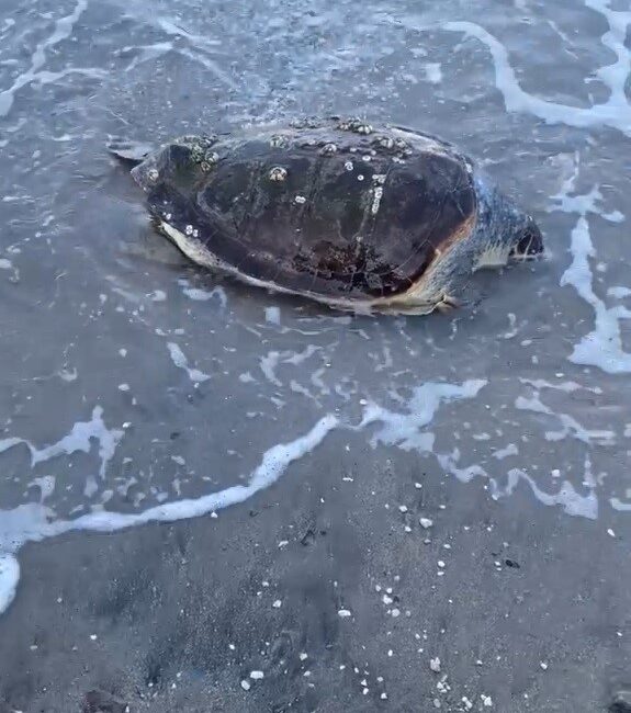 MUĞLA’NIN BODRUM İLÇESİNDE CARETTA