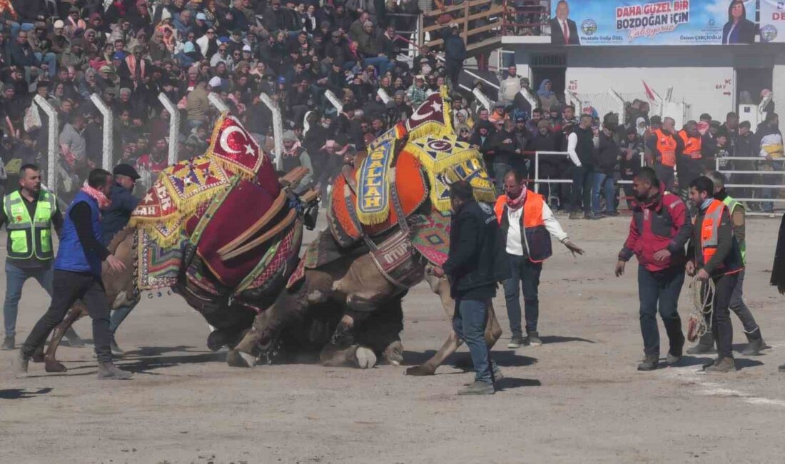 BOZDOĞAN’DA YAPILAN DEVE GÜREŞİ