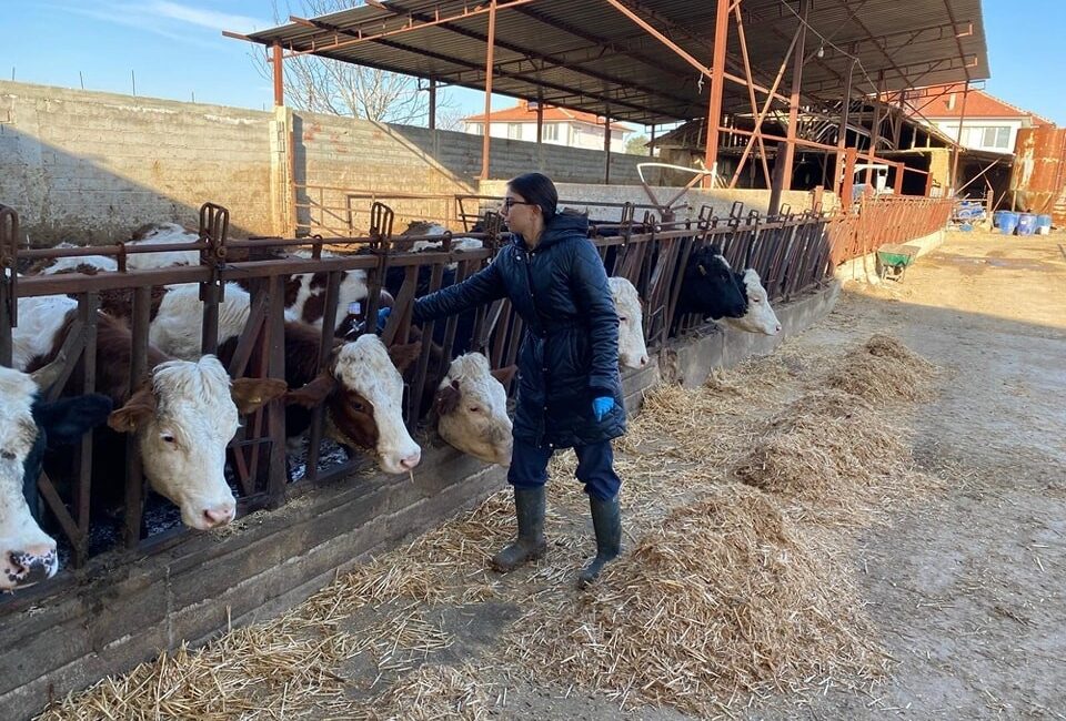 AFYONKARAHİSAR’IN BAŞMAKÇI İLÇESİNDE BÜYÜKBAŞ