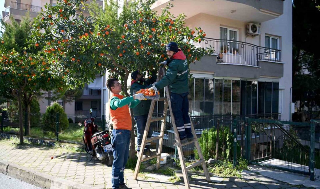 KUŞADASI’NDA TURUNÇ MEYVESİNİN EN