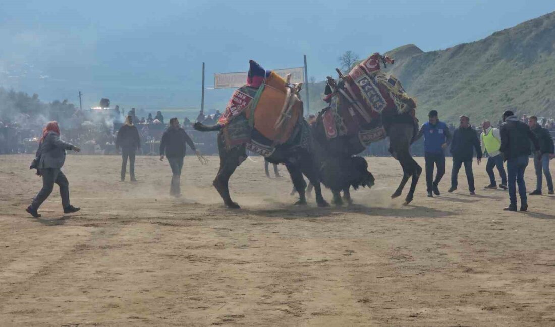 KUYUCAK'TAKİ DEVE GÜREŞLERİNİ 15