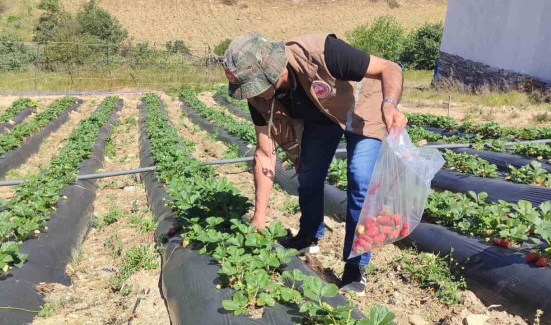 MANİSA’NIN SALİHLİ İLÇE TARIM