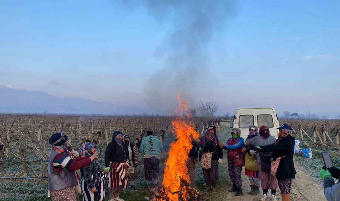 MANİSA'NIN SARIGÖL İLÇESİNDE ÜZÜM