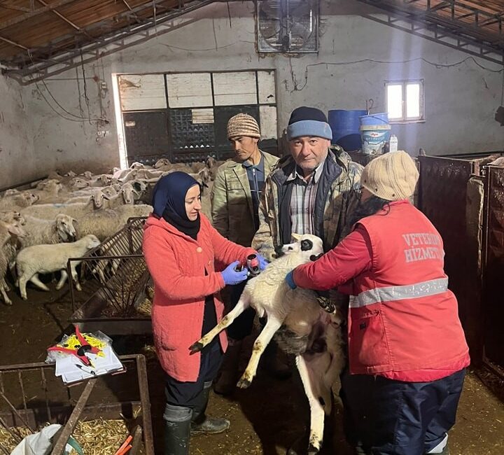 AFYONKARAHİSAR’IN SANDIKLI İLÇESİNDE KÜÇÜKBAŞ