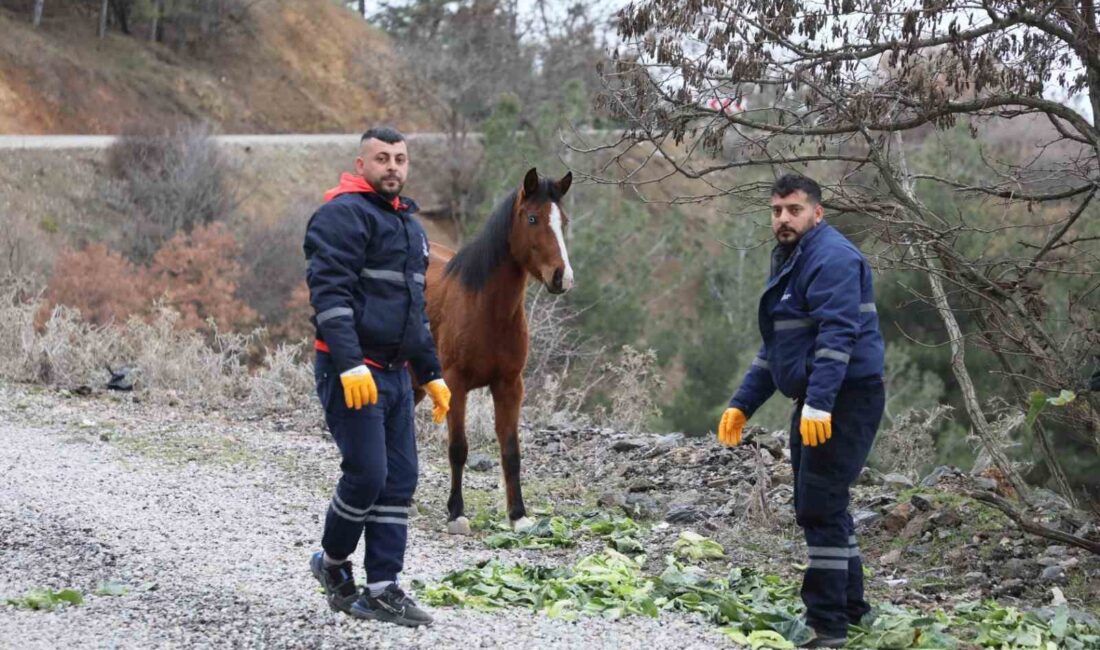 ŞEHZADELER BELEDİYESİ, SOĞUK HAVA