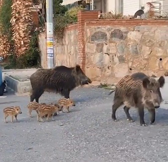 AYDIN’IN KUŞADASI İLÇESİNDE DOMUZ