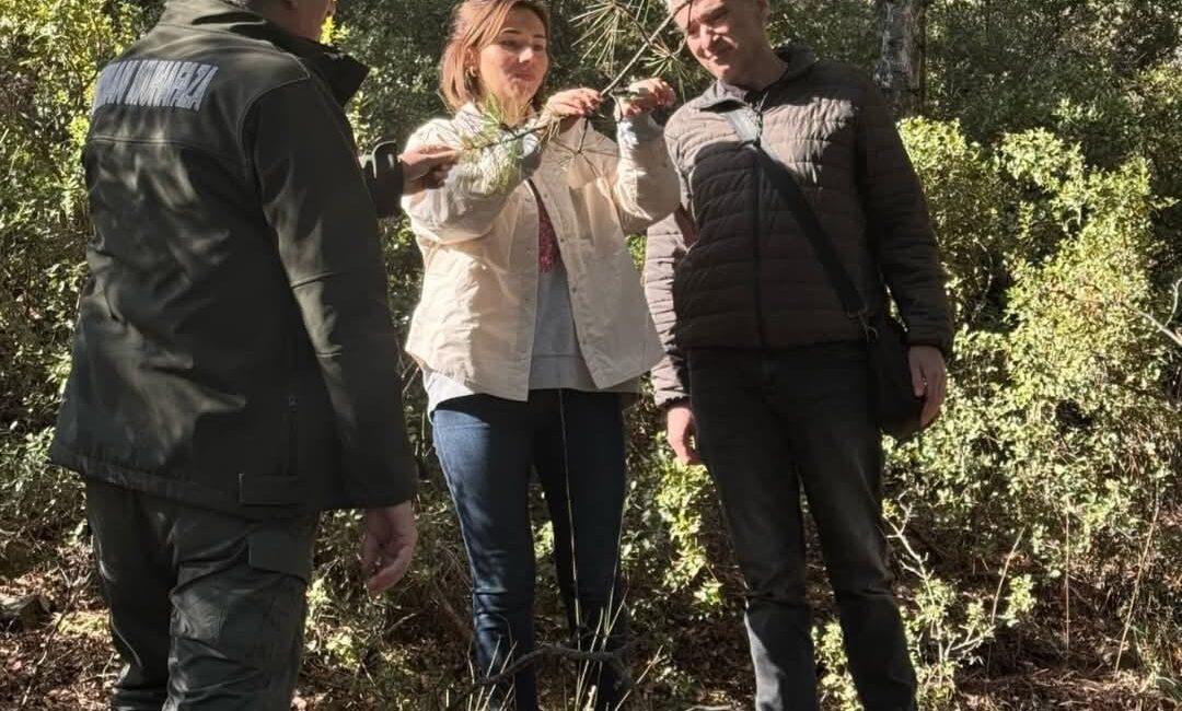 DENİZLİ’DE KARAÇAM AĞAÇLARINDA GÖRÜLEN