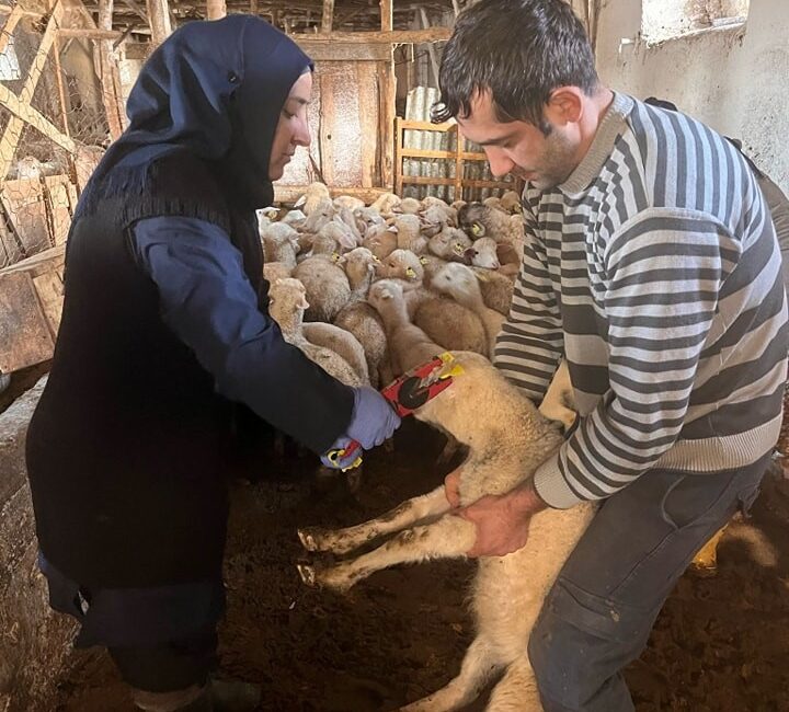 AFYONKARAHİSAR’IN SANDIKLI İLÇESİNDE KÜÇÜKBAŞ